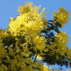 Planta Prohibida en España-Mimosa 'Gaulois Astier'